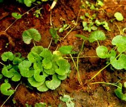 Mengenal Manfaat Tanaman PEGAGAN,Panegoang, Kaki Kuda atau Calincing