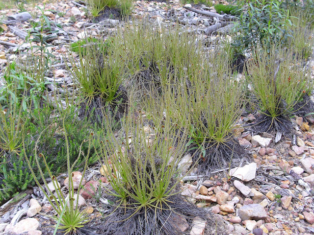substrato-para-plantas-carnívoras