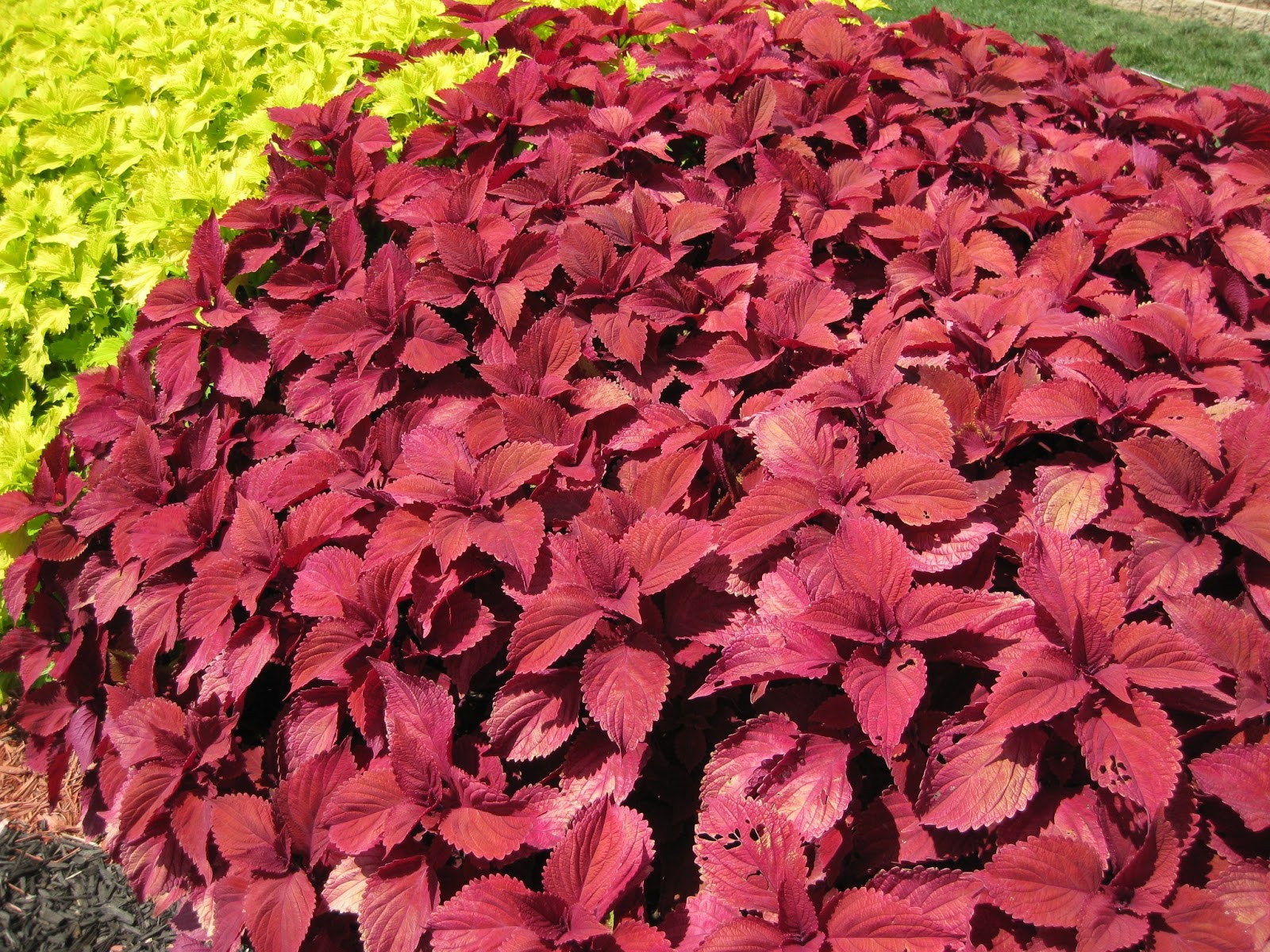 Rotary Botanical Gardens Hort Blog Sensational Solenostemon (Cool