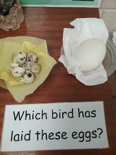 Birdtastic!, Copthill School