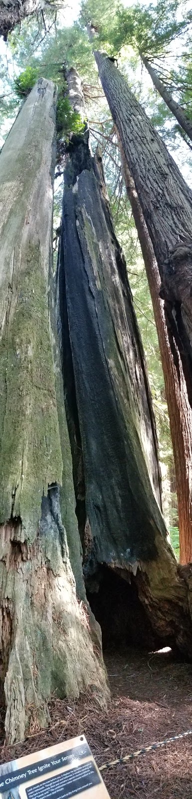 How To Plan A Trip To The Redwood National Forest And Mendocino