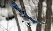 Blue Jay