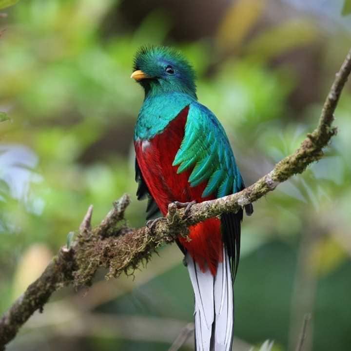 Berita Tv Malaysia Burung Quetzal Disebut Sebagai Burung