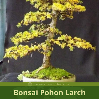 Ciri Ciri Tanaman Bonsai