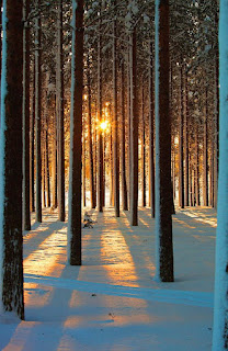 https://fineartamerica.com/featured/pine-forest-wwwwm-artphotose.html