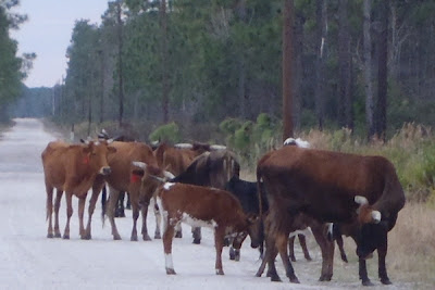 cows at three lakes wildlife management in florida near kenansville by http://DearMissMermaid.com copyright by Dear Miss Mermaid