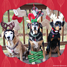 rescued dogs dressed up for Christmas