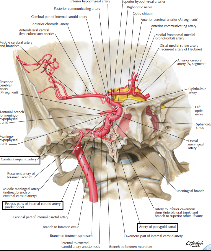 Head and Neck Anatomy Internal Carotid Artery