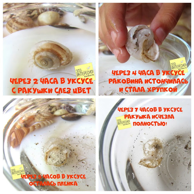 Опыт с ракушкой.Занятия для детей по биологии Опыт с ракушкой.Занятия для детей по биологии