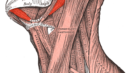 DIGASTRIC | Muscles Information