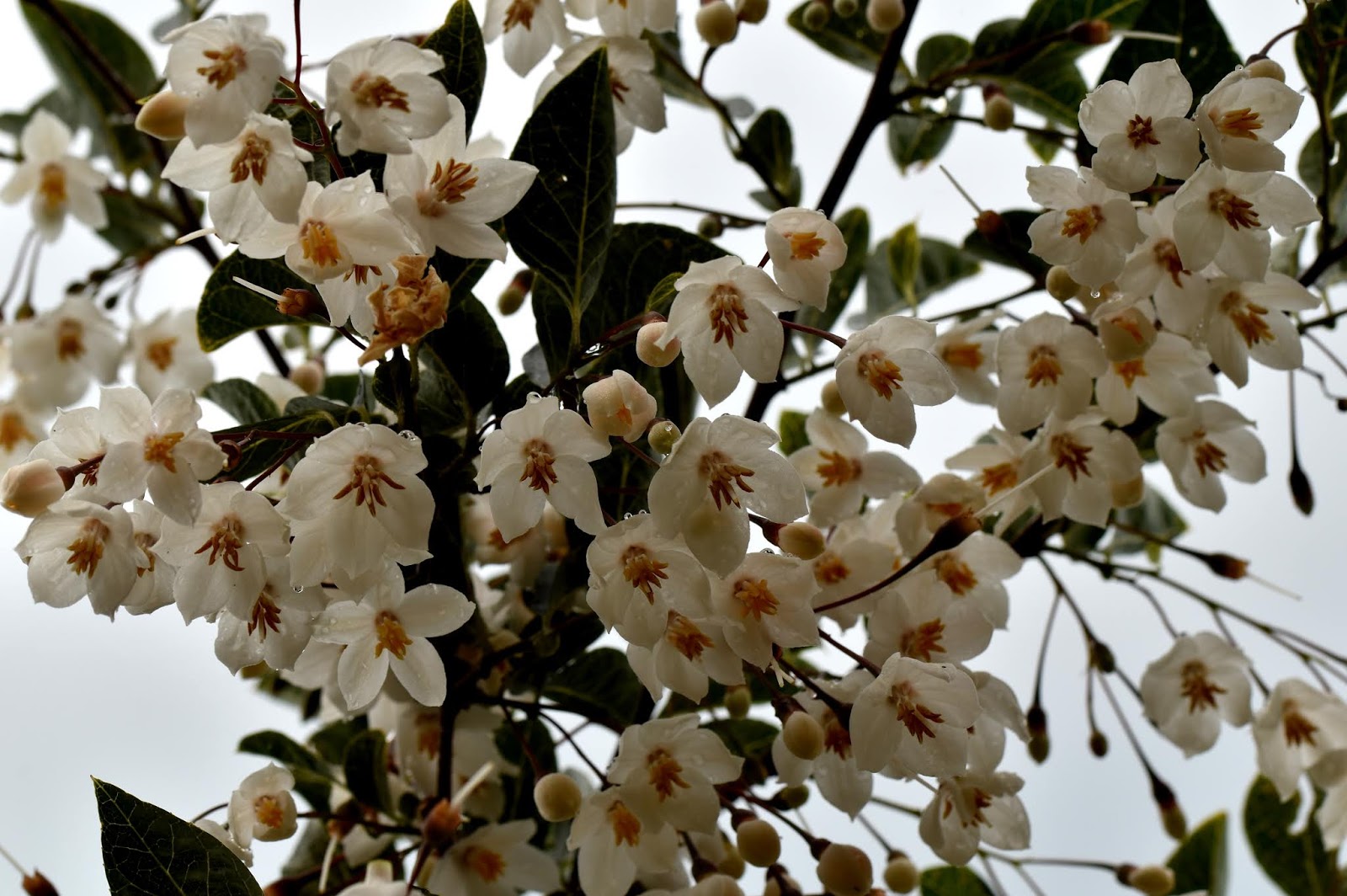 Klasse Im Garten