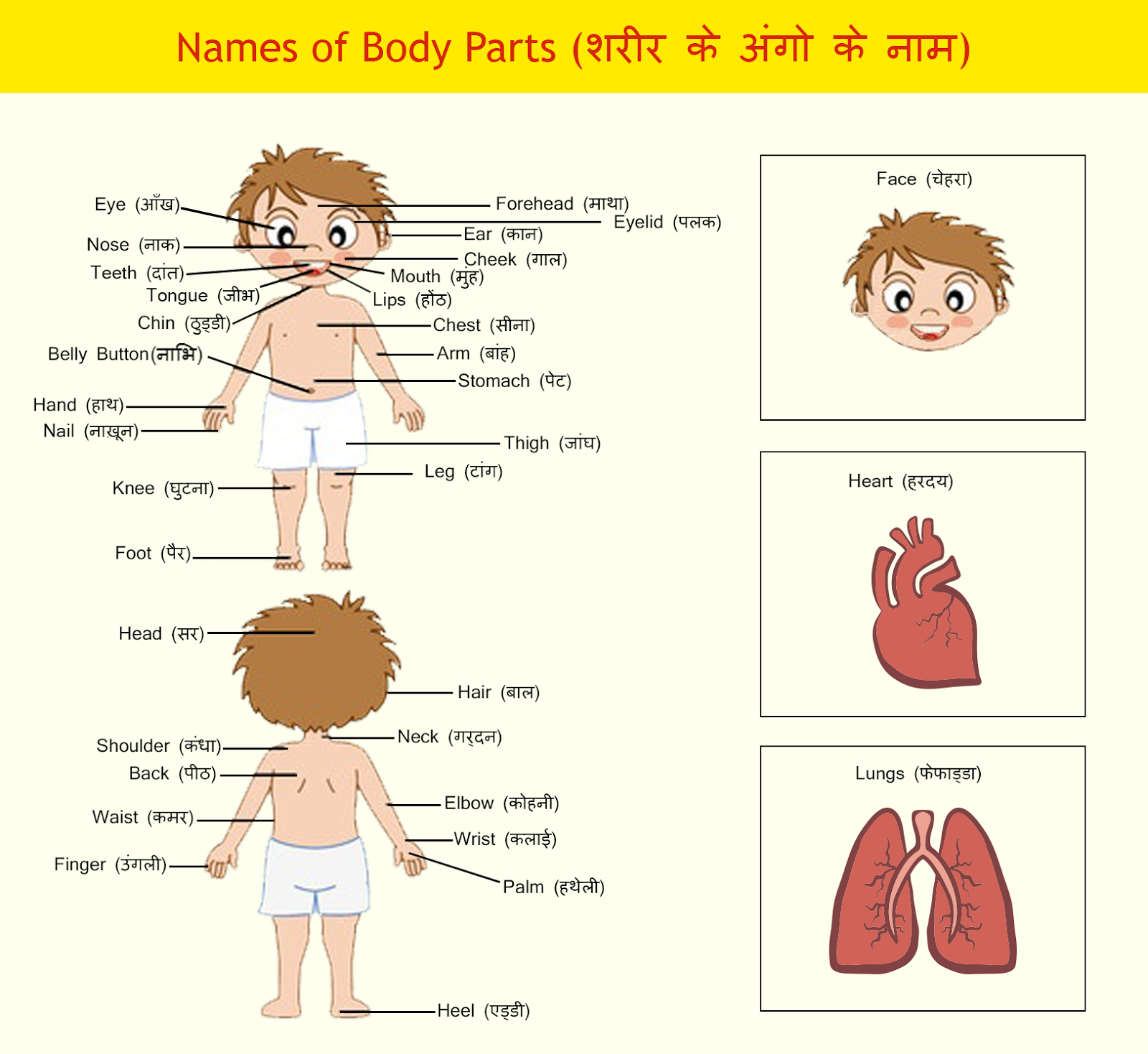 human body parts in bengali