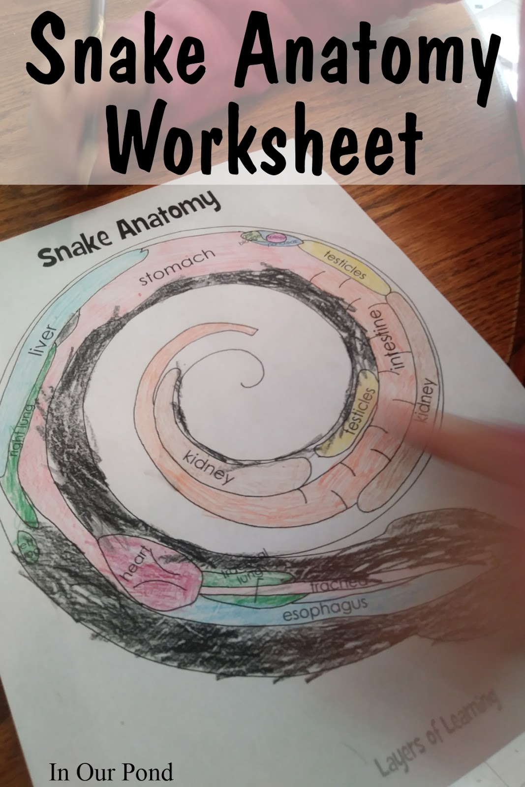 S is for Snake (year 4, week 1)