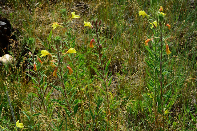 Oenothera elata Oenothera elata