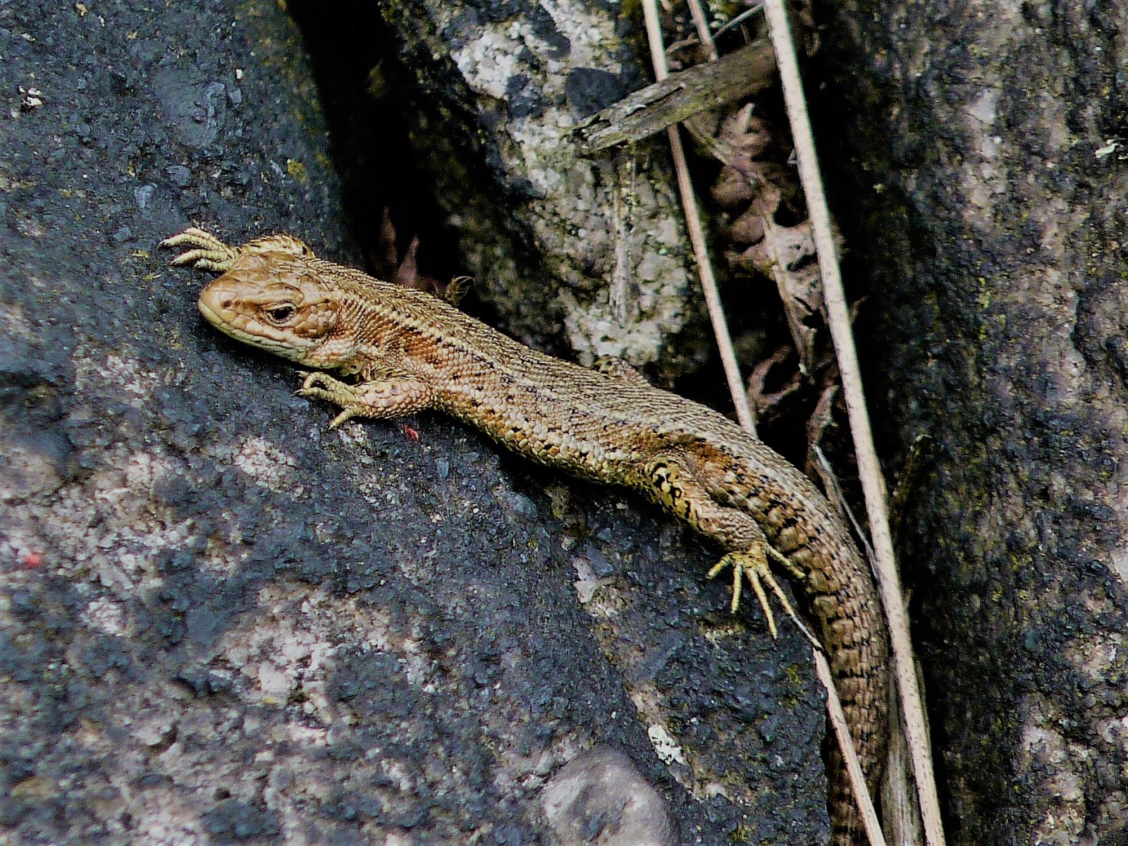 Common Lizard Halifax Scientific Society