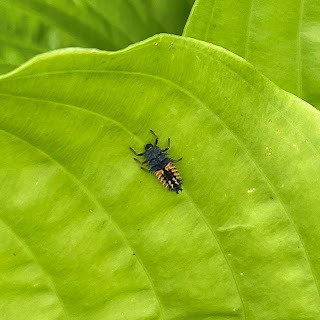 Ladybug larva on a leaf.
