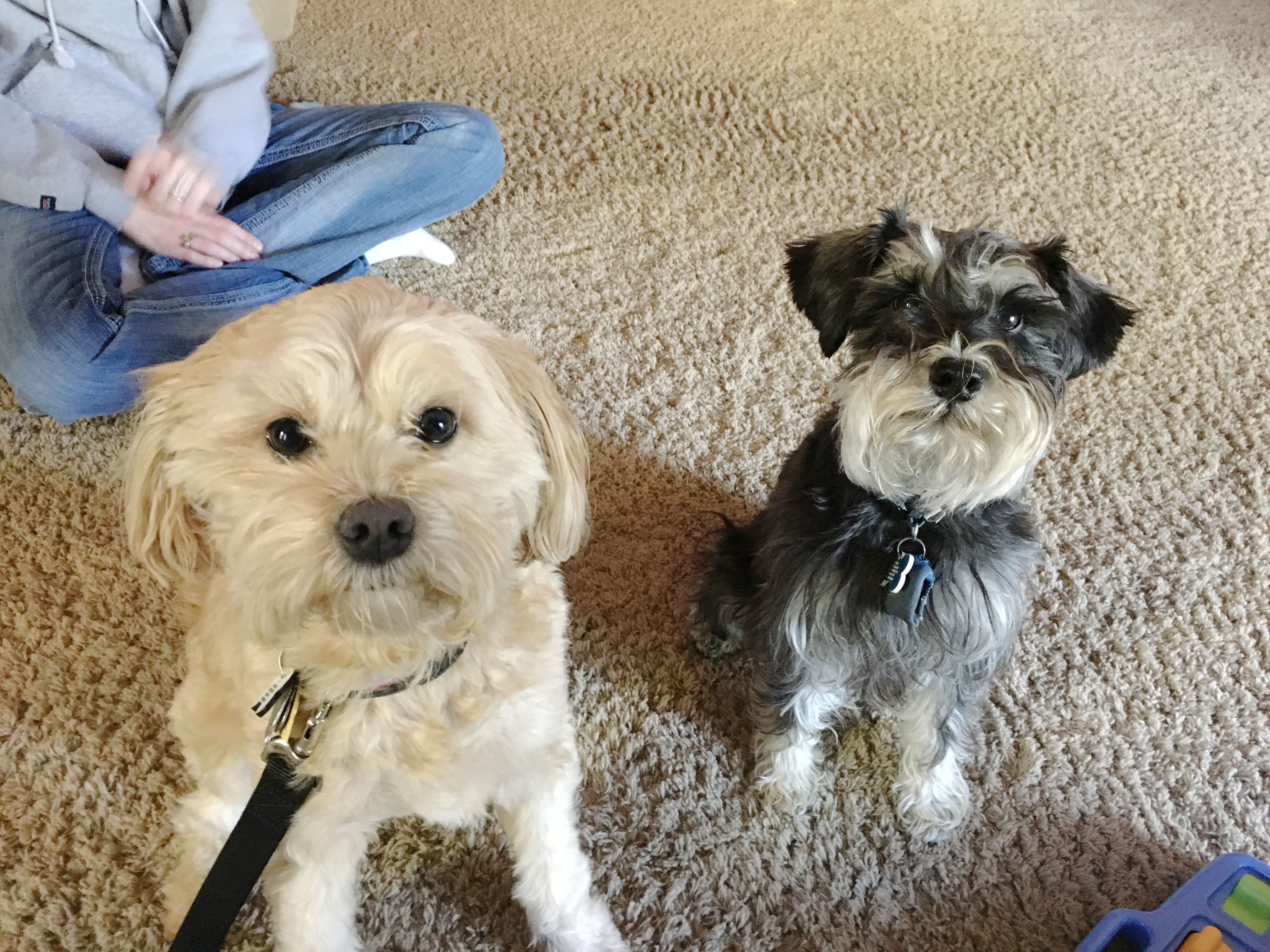 How To Potty Train Your Shiba Inu Puppy