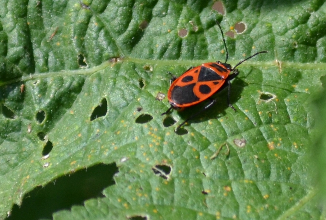 Garten, Natur, Insekten, Nützlinge