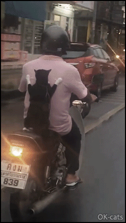 Amazing Cat GIF • Fearless Cat gets a scooter ride like a kid. They see me rollin' they hatin.