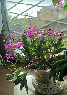 Dendrobium Berry Oda, Dendrobium Berry Oda, diarid'orchidee