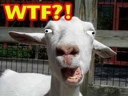 goat2.png