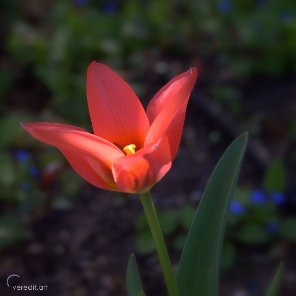 Kinder Gedichte Welt Wilde Tulpen