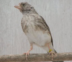 19++ Foto burung sanger jantan dan betina terbaru