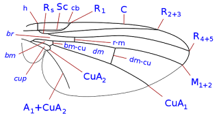 Agromyzinae alt familyasında kanat