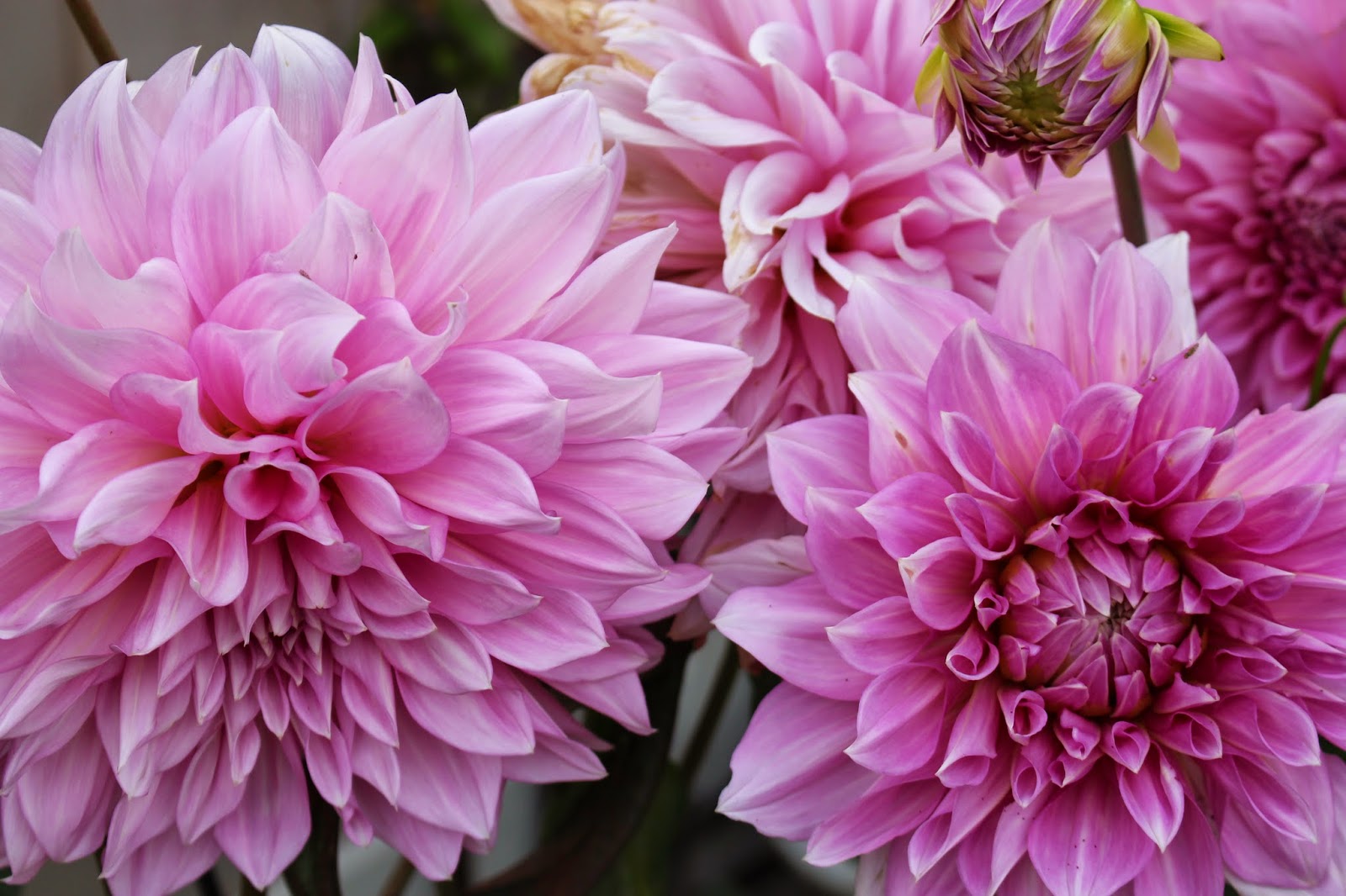 Rooted In Thyme Dahlias in Bloom