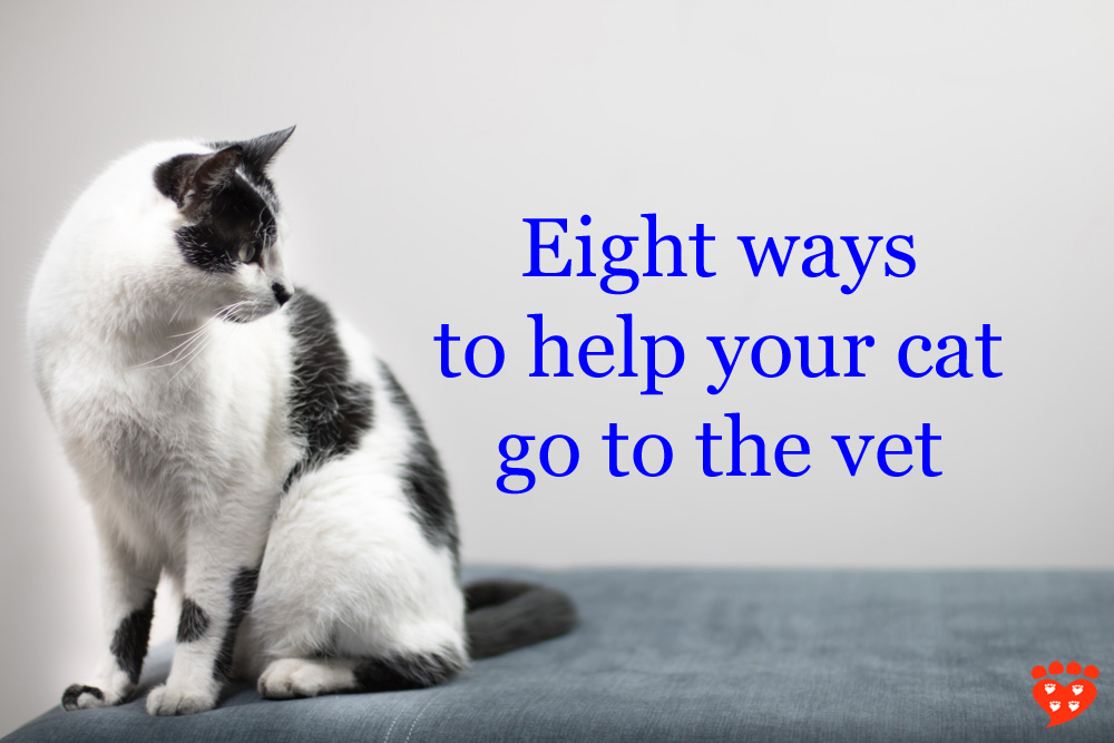 3 Ways to Calm Your Anxious Cat