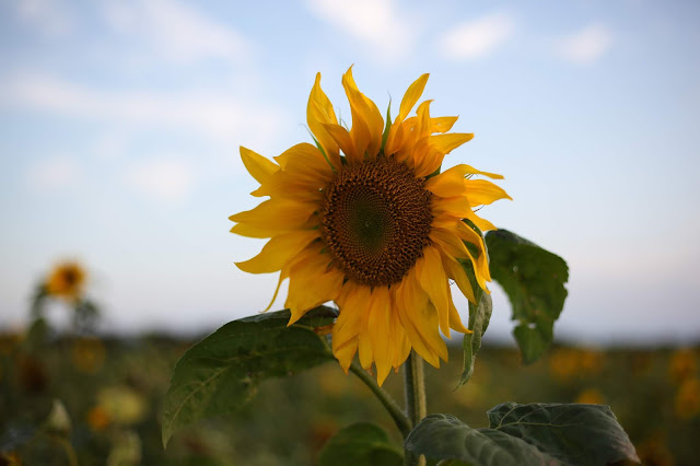 Sunflower