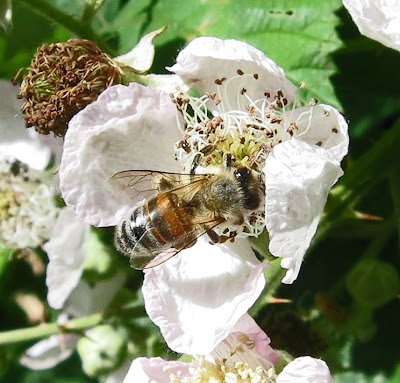 Honey Bee (Apis mellifera)