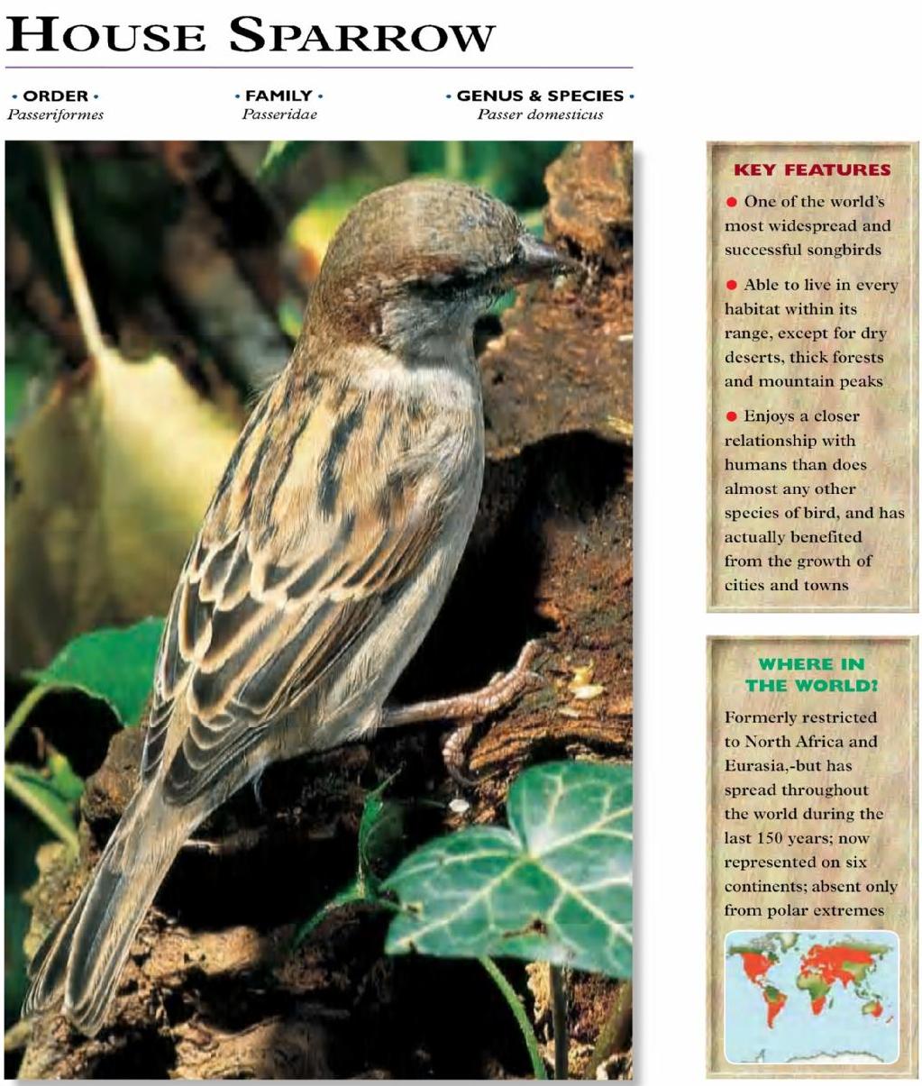 Save sparrow essay in english picture