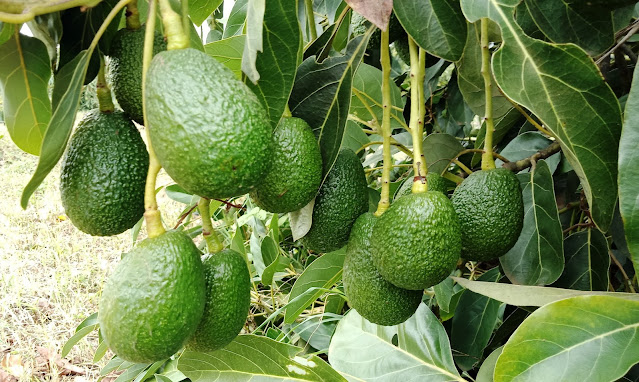 Hass avocado farming in Kenya