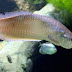 Budidaya Ikan Arwana