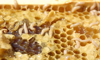 Aprendiendo de la Apicultura : ¿CÓMO CONTROLAR EL PEQUEÑO ESCARABAJO DE