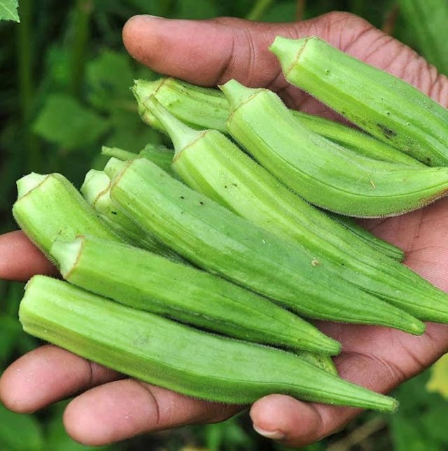 What Is Okra