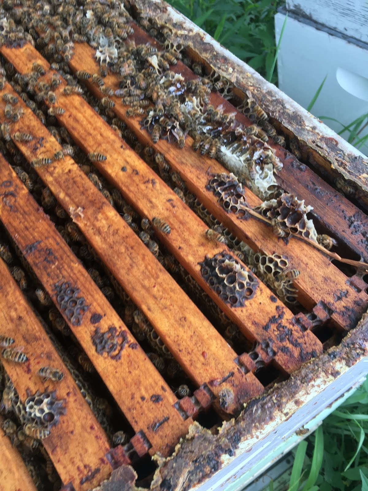 What Should I Be Doing With My Bees This Month?: I have a nectar flow