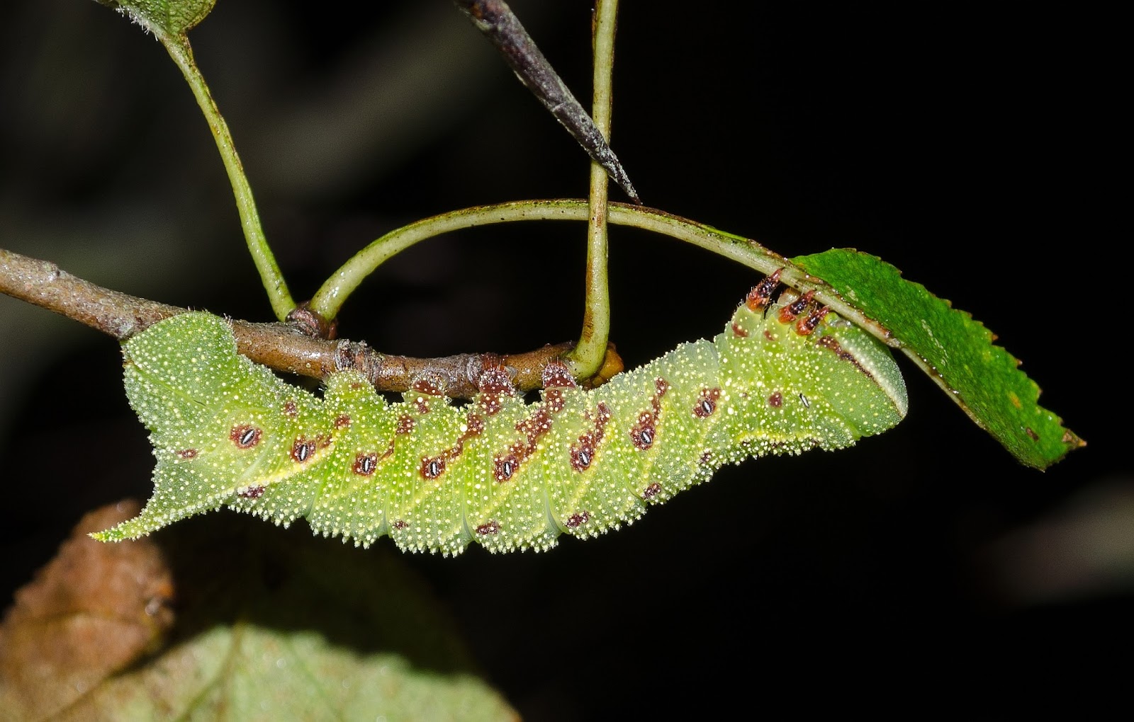 big green caterpillars in ohio