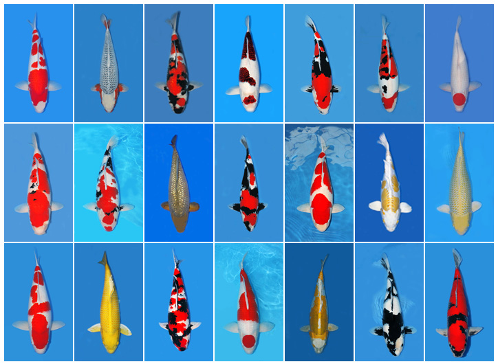 Mitra Perikanan 2016
