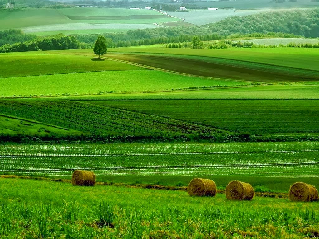 Agriculture in Indonesia - AGRONOMI UNHAS