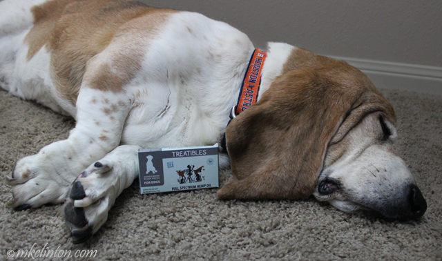 Basset hound asleep with Treatibles box