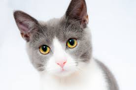 Pictures of beautiful domestic cats Nicest%2Bhousehold%2Bpet%2Bcats%2BPhoto%2Bpicxxpic01