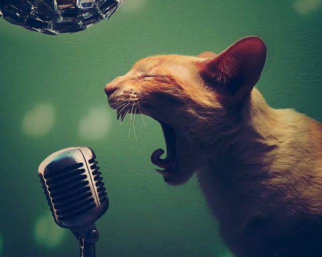 Кот с микрофоном рисунок