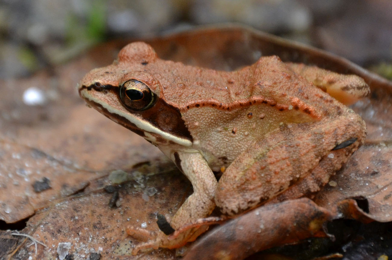 Woods Walks and Wildlife Many Bright Creatures in Two Gray Days, Part 1 Herps
