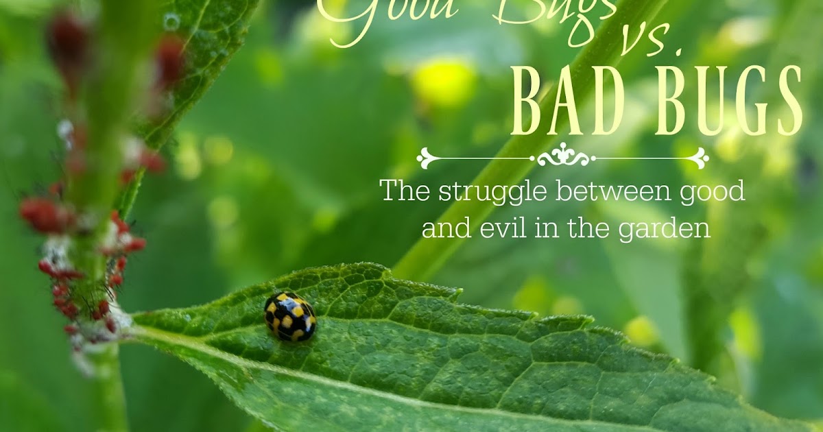 Good Bugs Vs Bad Bugs The Struggle Between Good And Evil In The Garden Fresh Eggs Daily® 