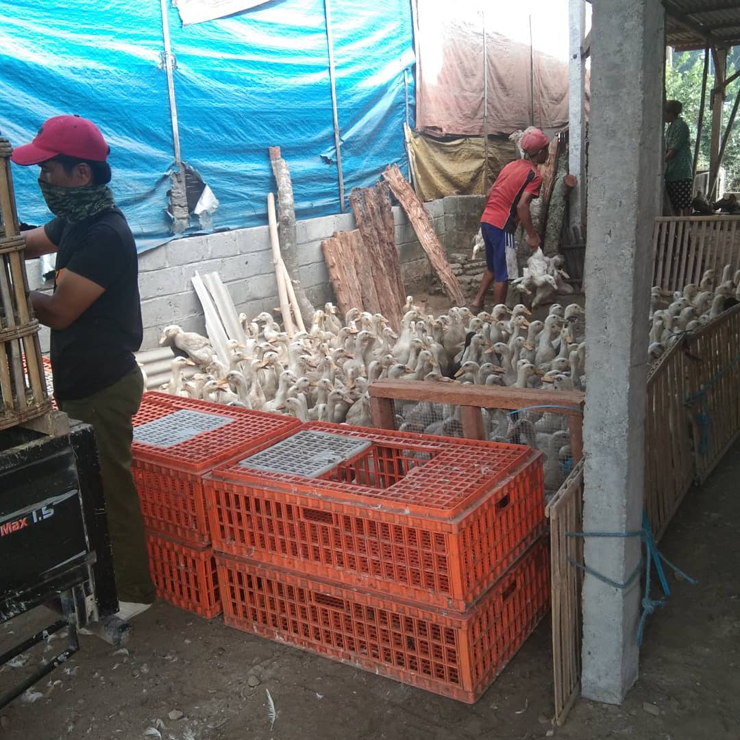 CV RAJAWALI PERKASA HARGA LENGKAP BEBEK PETELUR &amp; BEBEK