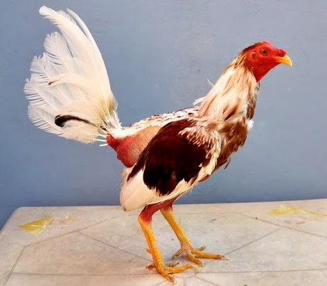 gallo cubano 