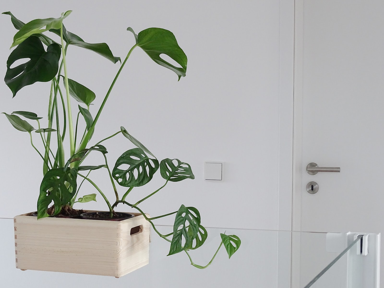 DIY-Blumenkasten zum Aufhängen an Treppengeländern und Galerien plus Pflegetipps und Informationen zur Monstera-Pflanze | https://mammilade.blogspot.de DIY-Blumenkasten zum Aufhängen an Treppengeländern und Galerien plus Pflegetipps und Informationen zur Monstera-Pflanze | https://mammilade.blogspot.de