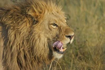Lion Images Lion Images